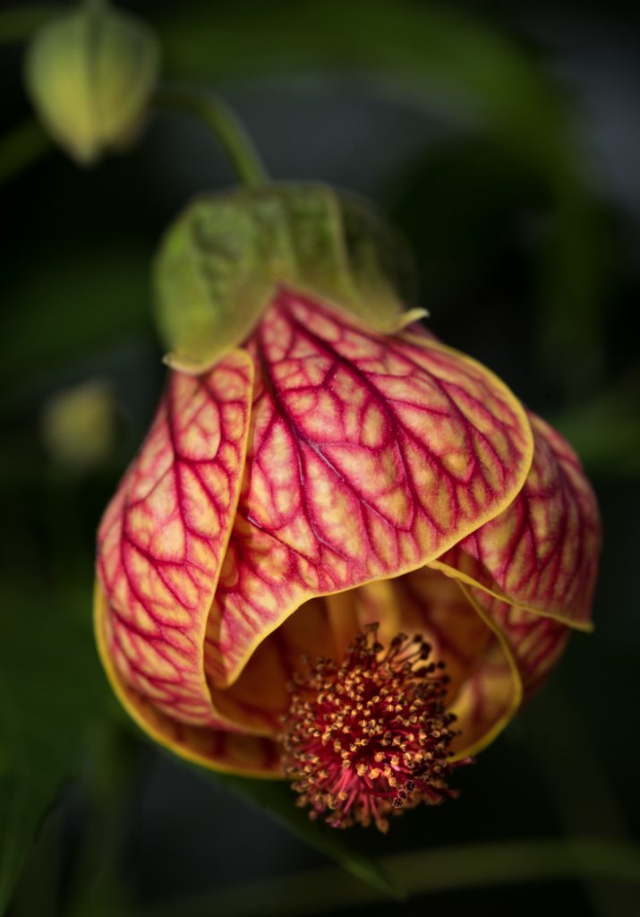 Spot Of Light - Linda Rodgers